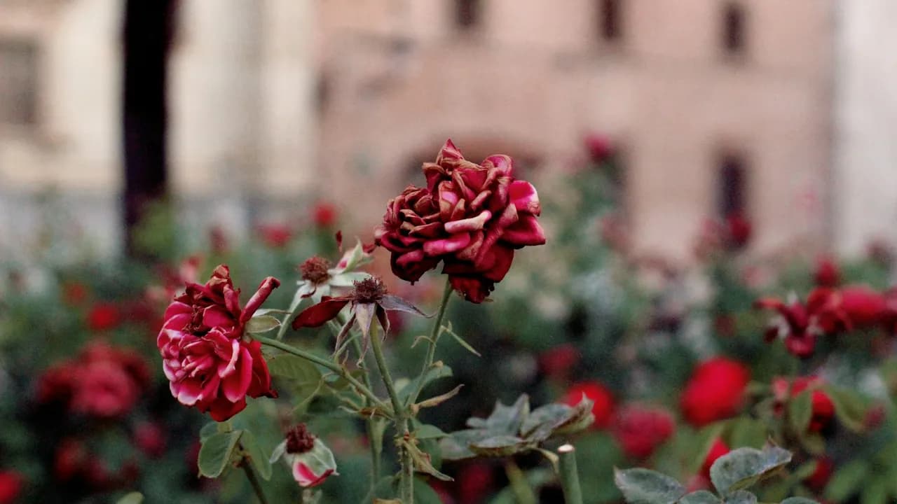 Roses