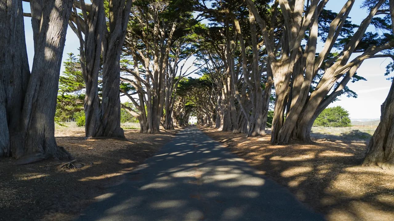 Cypress