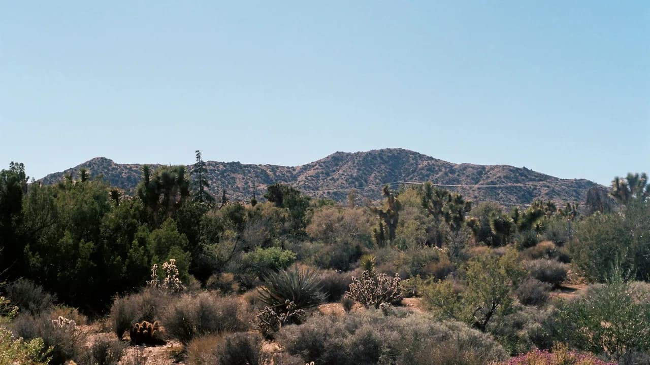Yucca Valley