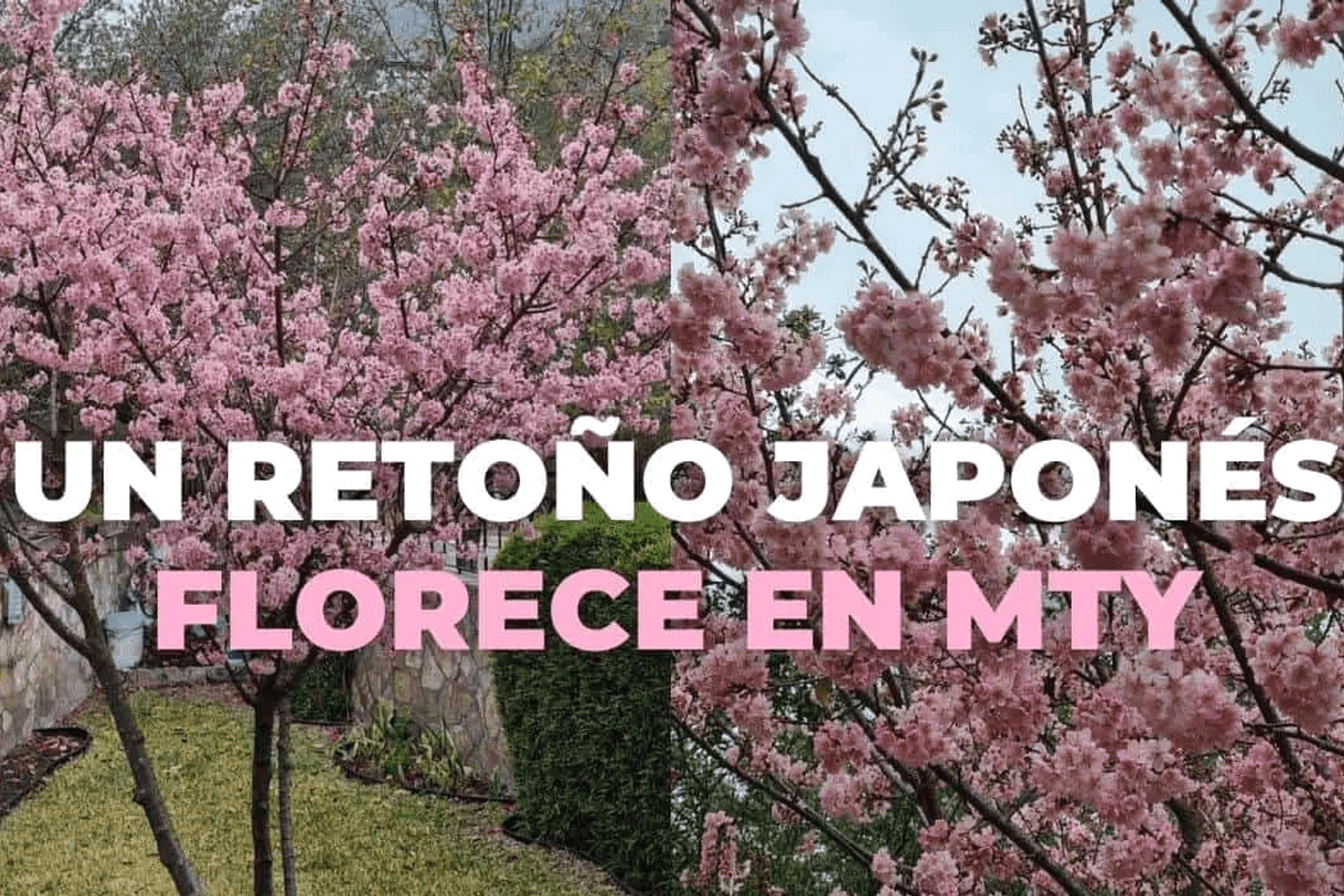 Arboleda – Cerezos